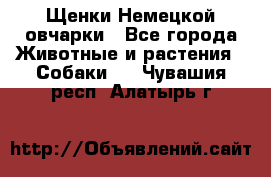 Щенки Немецкой овчарки - Все города Животные и растения » Собаки   . Чувашия респ.,Алатырь г.